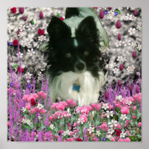 Matisse in Flowers - White & Black Papillon Dog Print