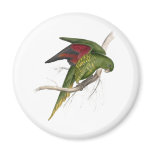 Maton’s Parrakeet by Edward Lear Magnets