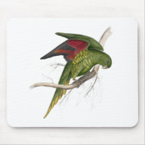 Maton’s Parrakeet by Edward Lear Mousepads