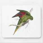 Maton’s Parrakeet by Edward Lear Mousepads
