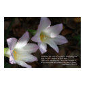 Matthew 6:28 & 29 Scripture Poster posters