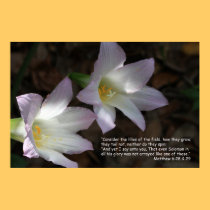 Matthew 6:28 & 29 Scripture Poster posters