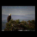 Mature Bald Eagle - Fine Art Print posters