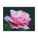 mature beauty postcards by bronteartgallery mature beauty postcards