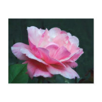 mature beauty postcards by bronteartgallery mature beauty postcards