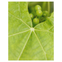 Maturing grapes custom flyer