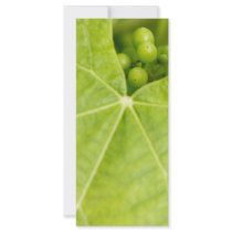 Maturing grapes custom rack cards