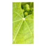 Maturing grapes customized photo card