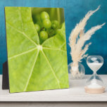 Maturing grapes photo plaques