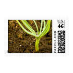Maturity In Love Custom USPS Stamp stamps