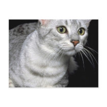 Mau Mau Mau Postcard