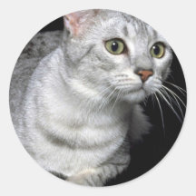 Mau Mau Mau Stickers