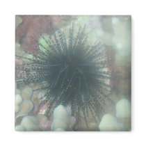 maui sea life magnet by joacreations maui sea life magnet