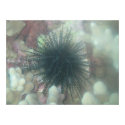 Maui sea life print