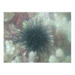 Maui sea life print Maui sea life print