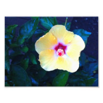 Maui spring flower in bloom art photo