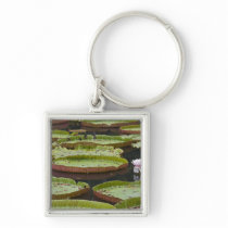 Mauritius, Pamplemousses, SSR Botanical Keychain