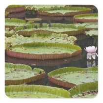 Mauritius, Pamplemousses, SSR Botanical Stickers
