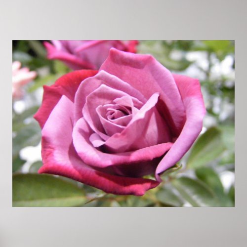 Mauve Delight Rose print