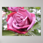 Mauve Delight Rose Poster