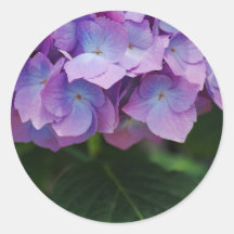 Mauve Hydrangea Blooms on a Sticker