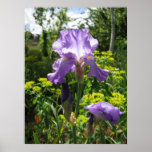 Mauve Iris Poster