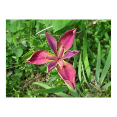 Mauve Louisiana Iris print