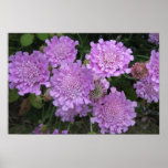 Mauve Scabiosa perennial flower Poster posters