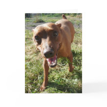 Max Greeting Cards