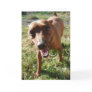Max Greeting Cards