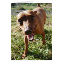 Max Greeting Cards