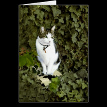 Max on a pedestal cards