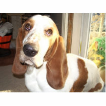 Max the pathetic basset hound photo sculptures