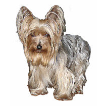 Max the Yorkie t-shirts by jonbosanac Max the Yorkie t-shirts