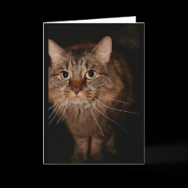Maxie Card