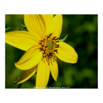 Maximilian Sunflower Flower Photo Poster Print by SmilinEyesTreasures Maximilian Sunflower Flower Photo Poster Print
