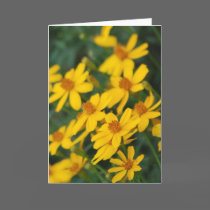 "Maximilian's Sunflower" Greeting Card