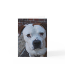 Maximus the note card