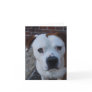 Maximus the note card