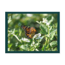 May Butterfly postcards