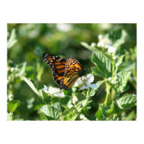 May Butterfly posters by Shadowchaser May Butterfly posters