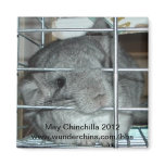 May chinchilla 2012 magnet
