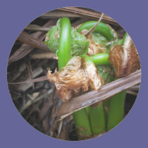 May Fiddleheads stickers