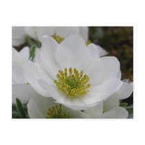May Flower Blossoms, Unalaska Island Postcard