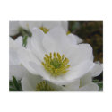 May Flower Blossoms, Unalaska Island postcards