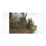 May Flowers 1, Bass River, NB Picture Card