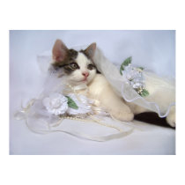 May Wild Kitten Prints by jaisjewels May Wild Kitten Prints