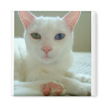 Maya the Odd Eyed Cat Magnet