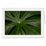Mayapple Cards