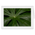 Mayapple cards